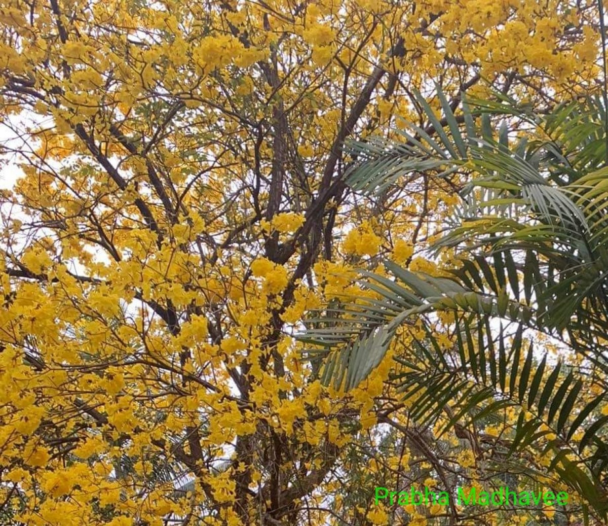 Handroanthus serratifolius (Vahl) S.O.Grose